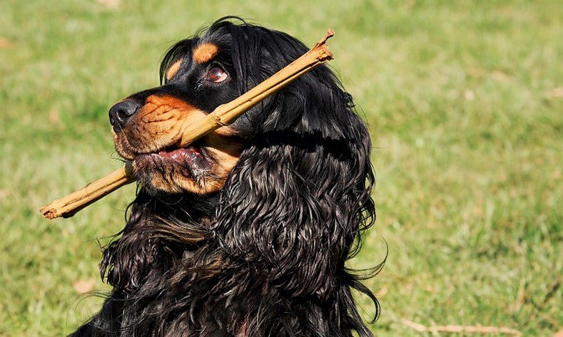 How to Train a Cocker Spaniel: Training Tips - Sweetie