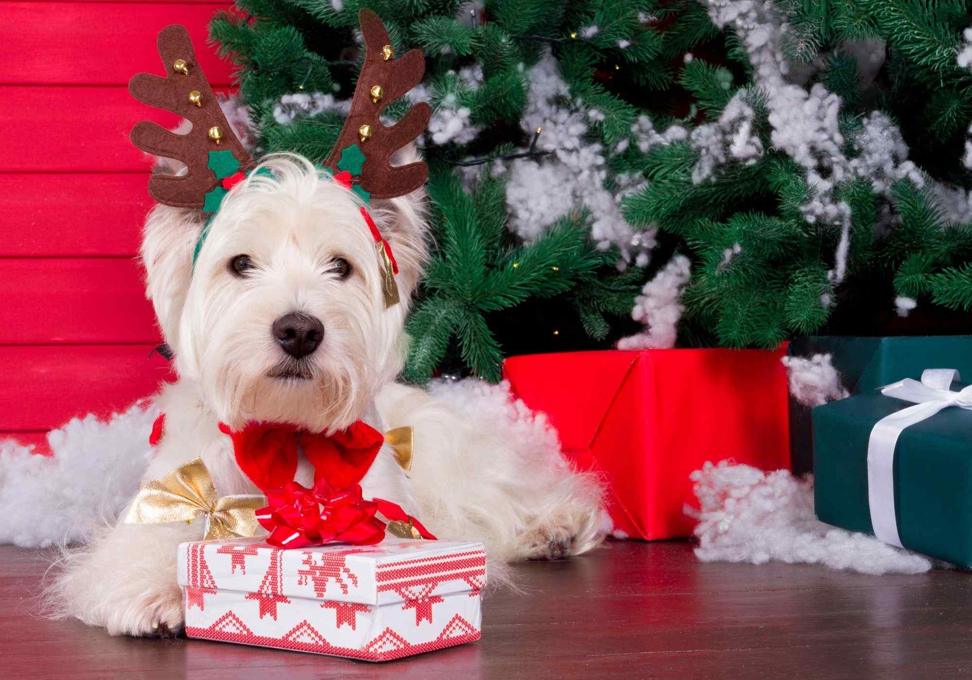Safe Christmas Foods for Your Dog: A Festive Guide - Sweetie
