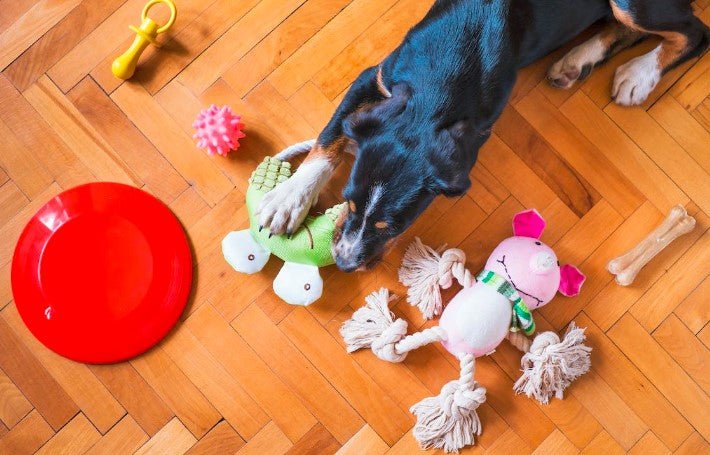 What Are the Benefits of Using Interactive Toys and Puzzles for Dogs? - Sweetie