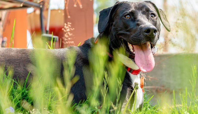 What Are the Signs of Heatstroke in Dogs and How Can I Prevent It? - Sweetie