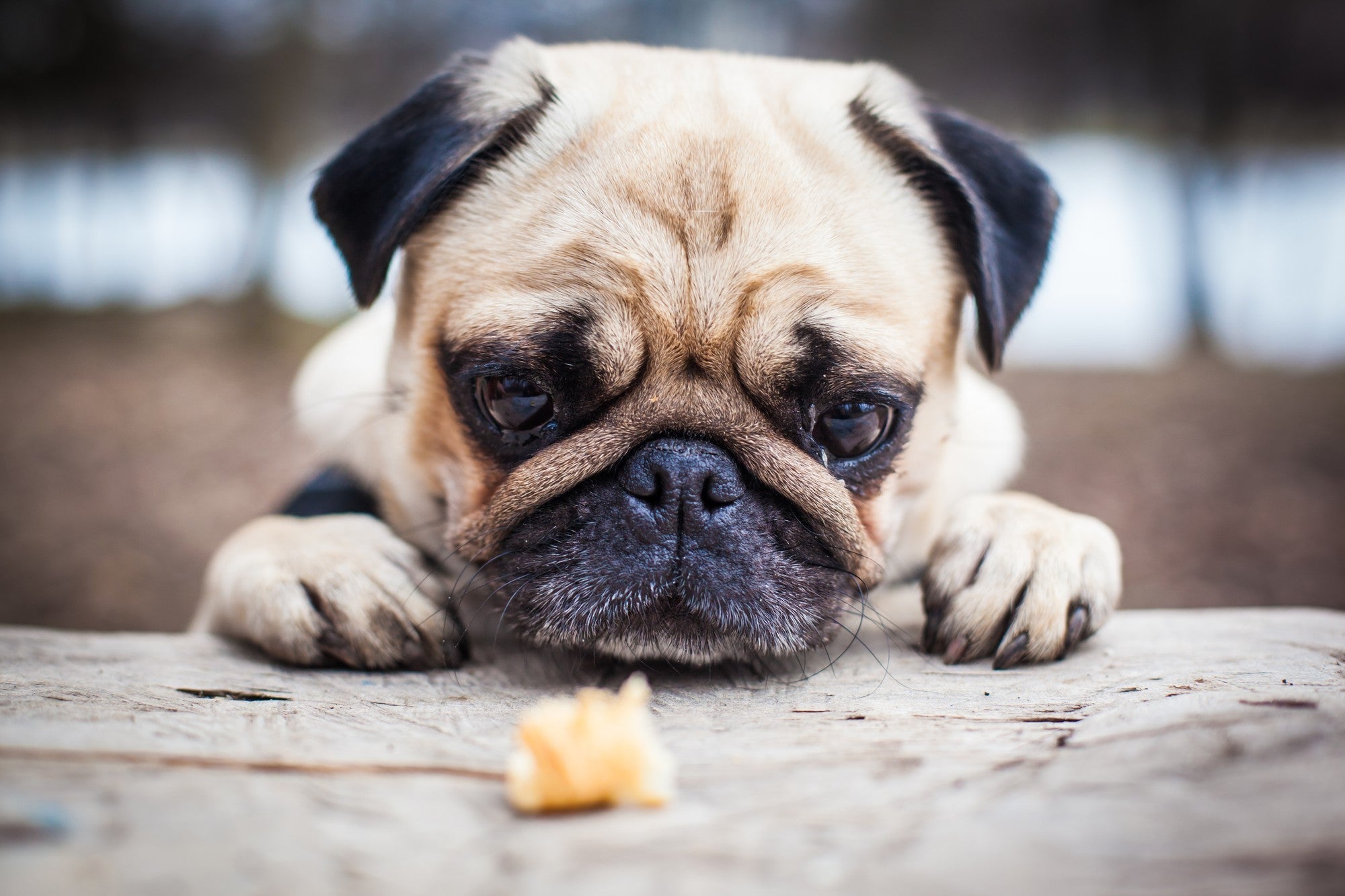 What Should I Do if My Dog Eats Something They Shouldn't Have? - Sweetie