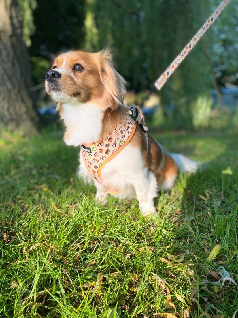 Basic Leads - Sweetie