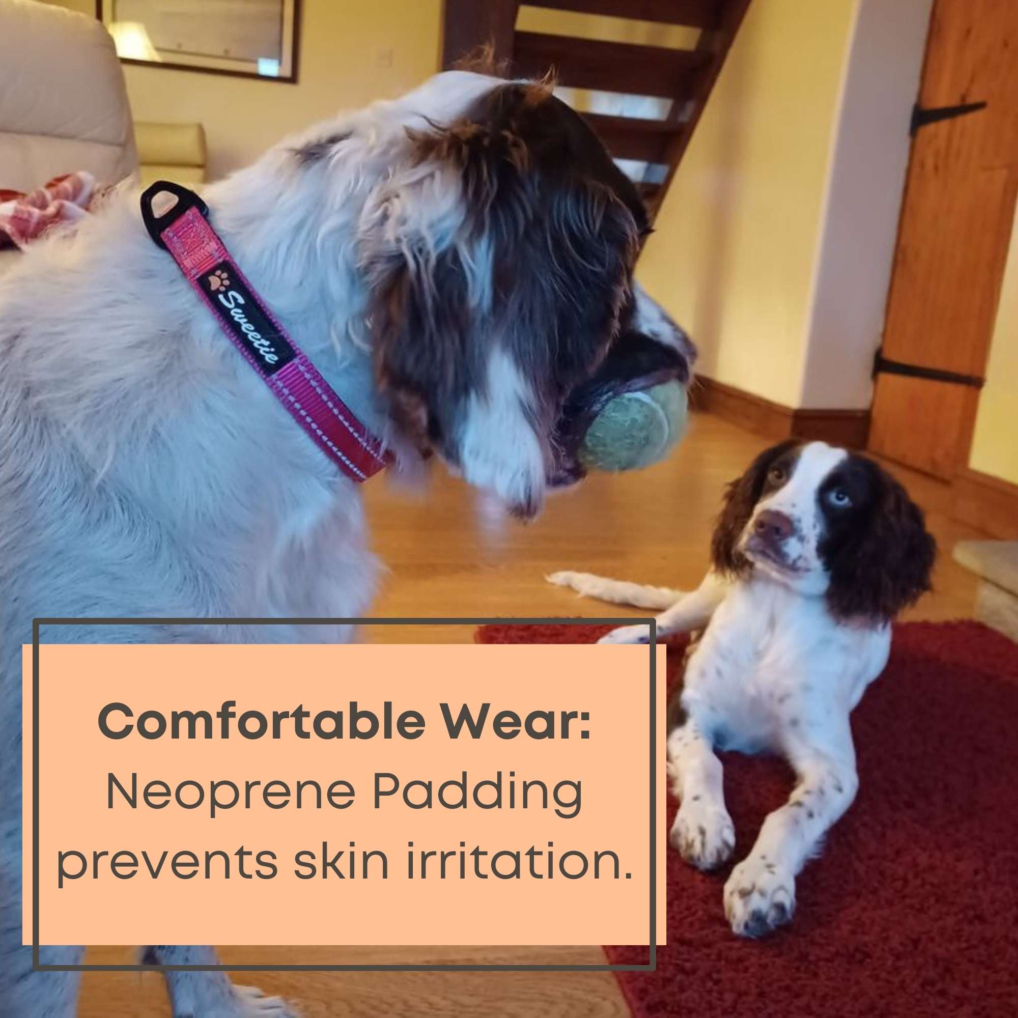 Neoprene Padded Dog Collar - Sweetie