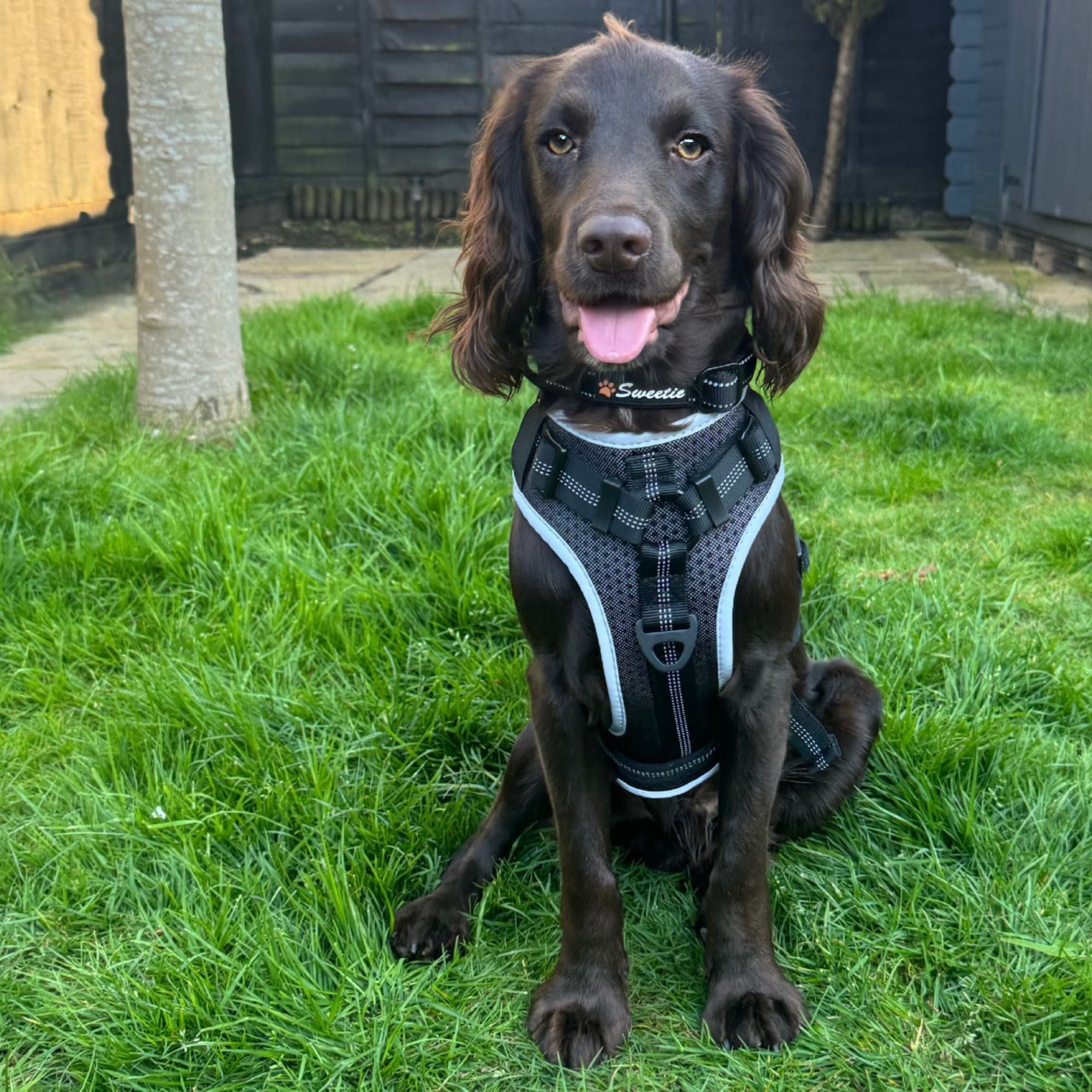 No Pull Dog Harness with Lock Buckles - Sweetie