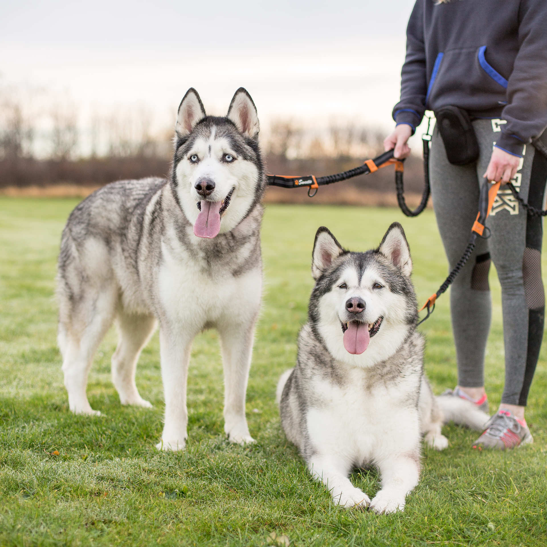 Running Dog Lead - Sweetie