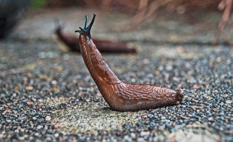 Are Slugs Dangerous to Dogs? Find Out Here - Sweetie