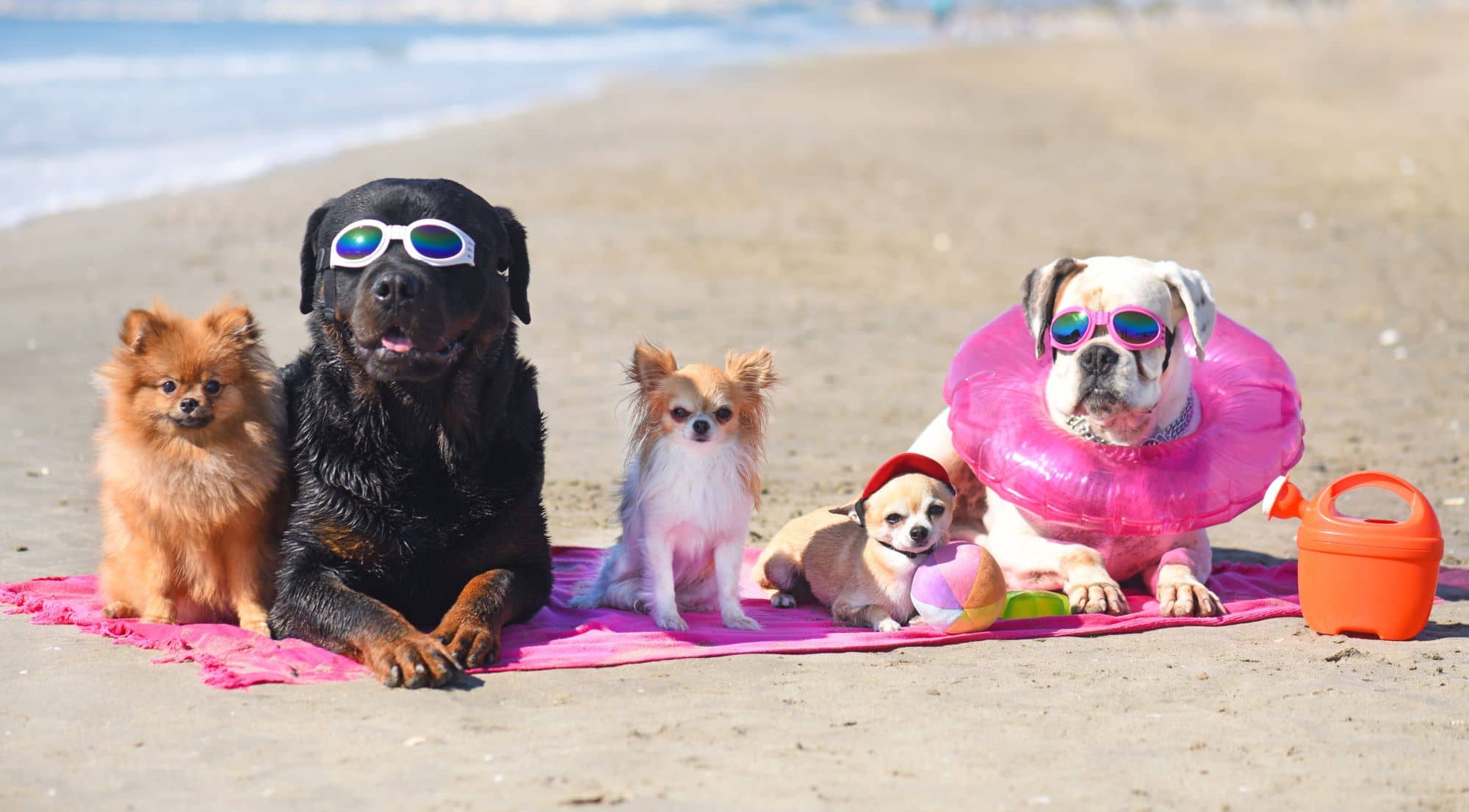 Planning a beach trip with your dog? - Sweetie