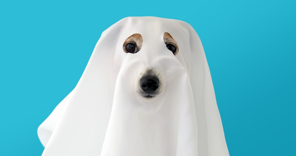 Sweetie Halloween Safety Tips for Pets - Sweetie