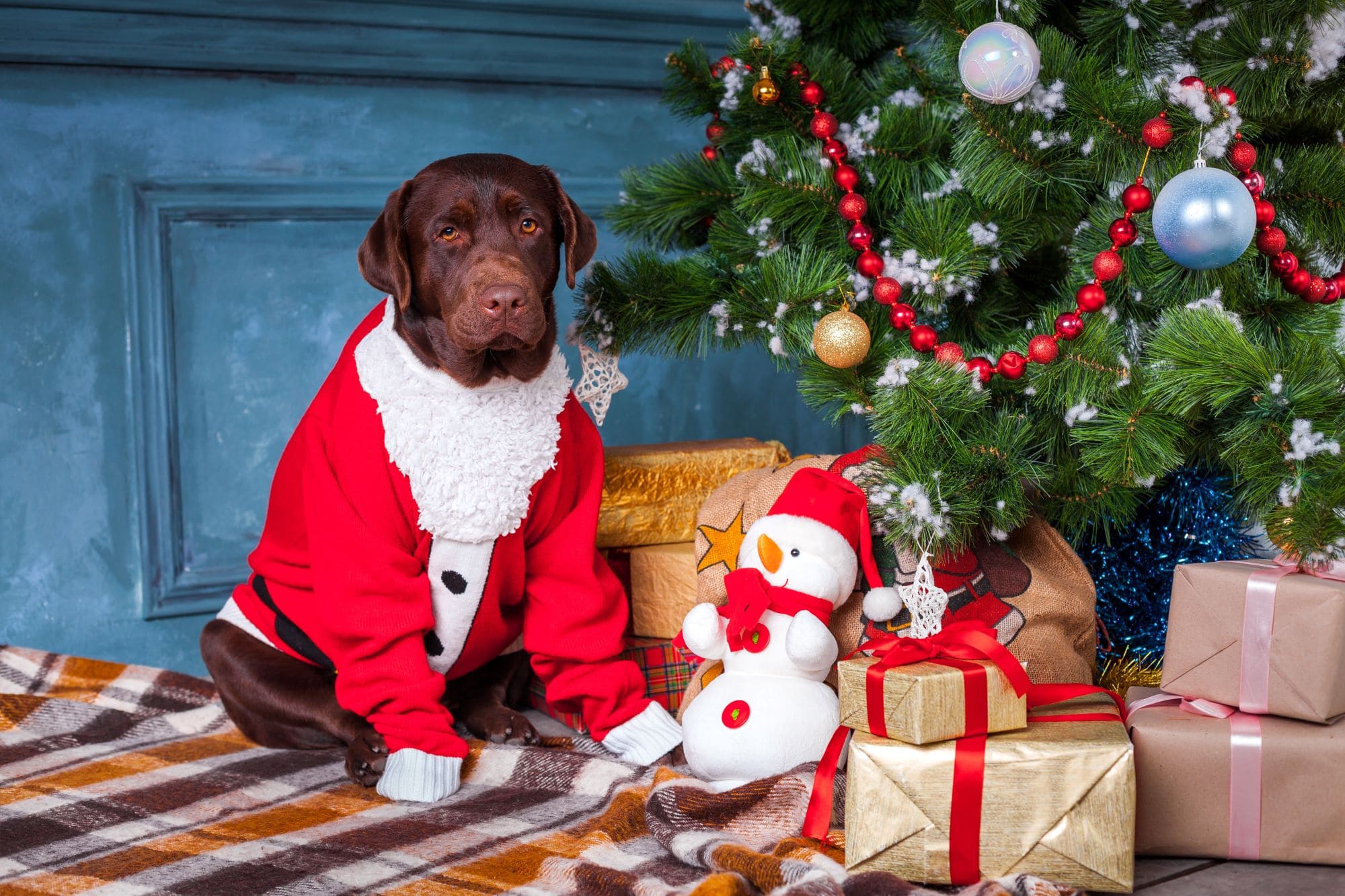 Sweetie Pet-proof tips for this festive season - Sweetie