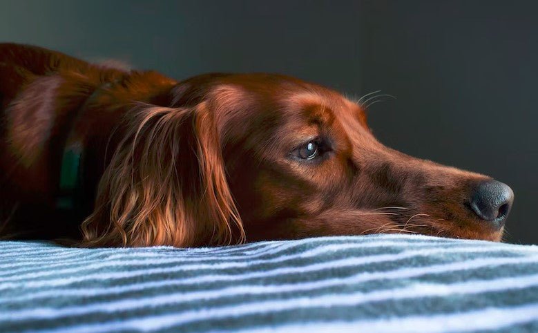 What Are the Most Common Health Issues That Affect Dogs and How Can I Prevent Them? - Sweetie