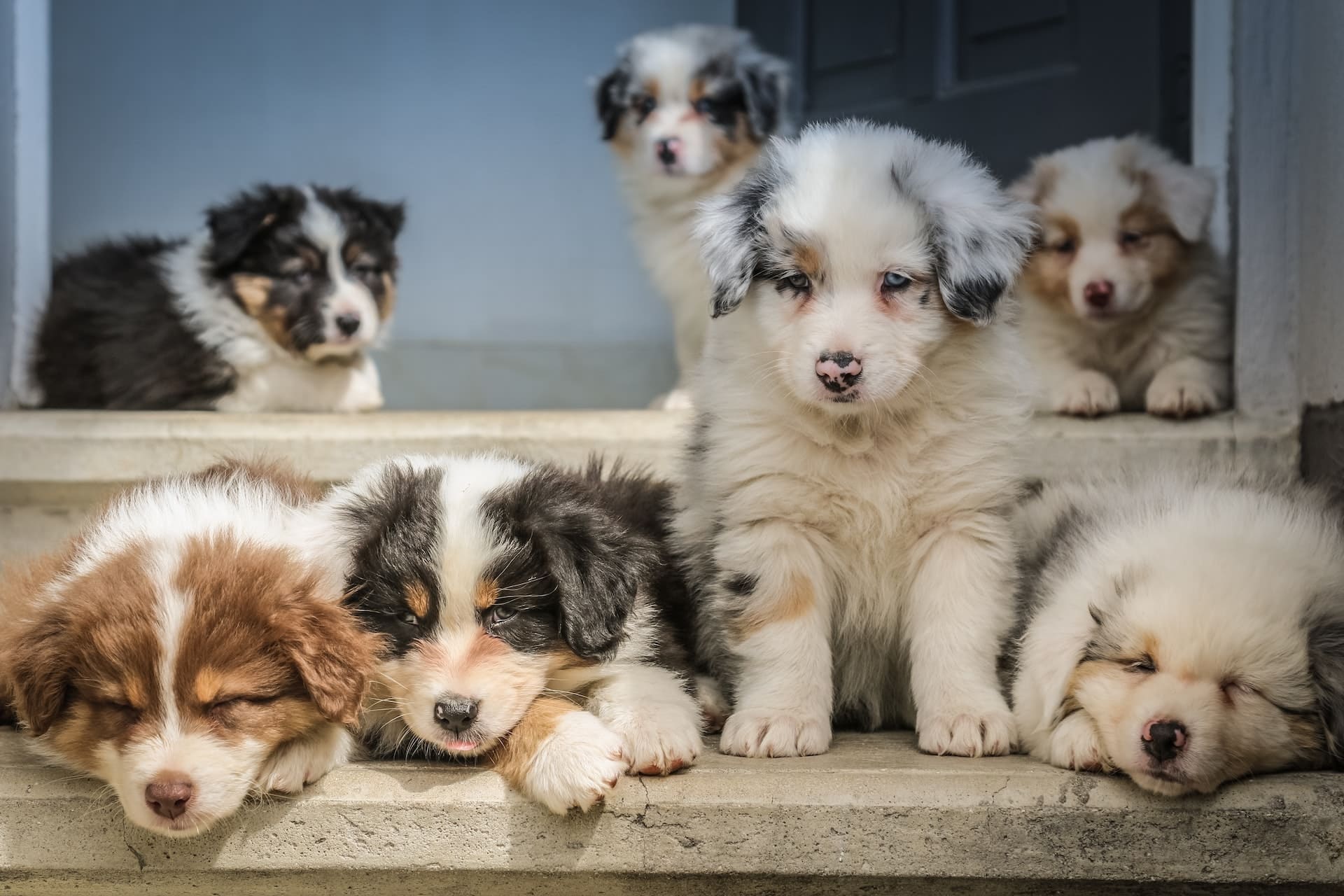 When Can Puppies Climb Stairs Safely? - Sweetie