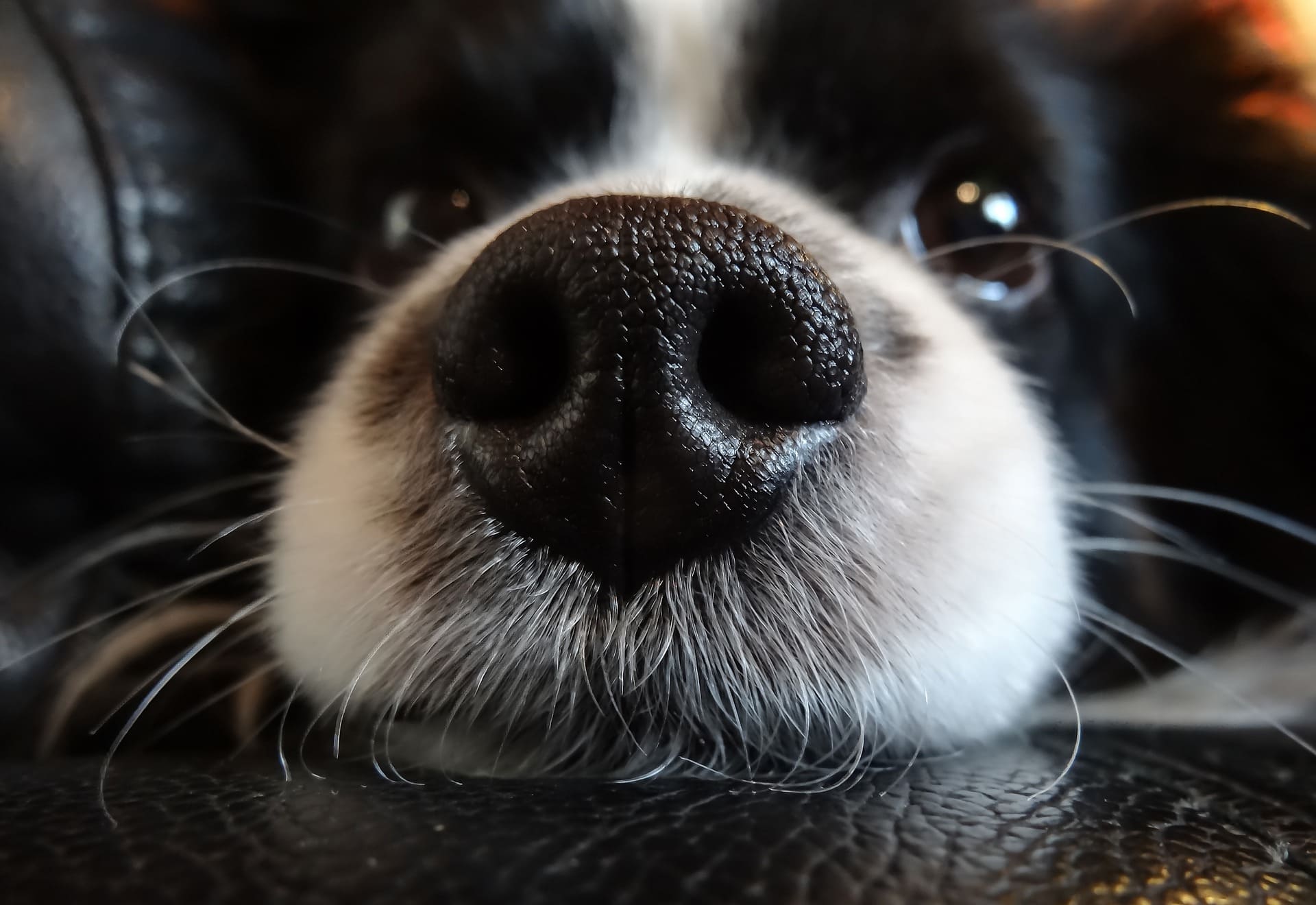 Why Do Dogs Have Wet Noses? - Sweetie