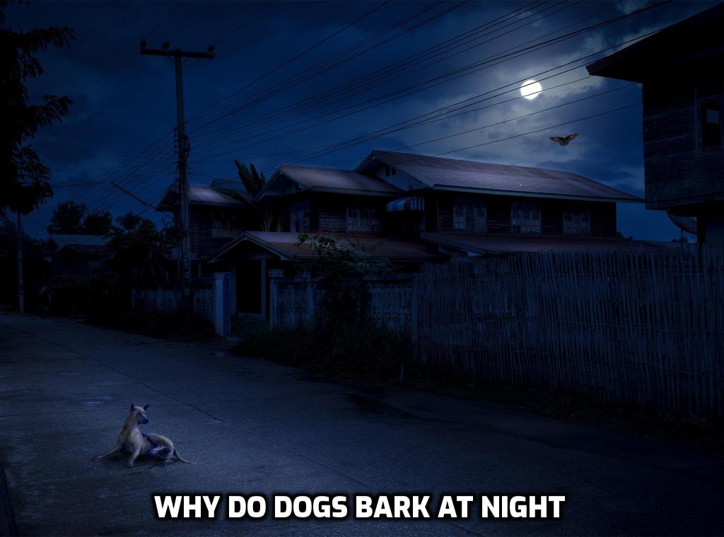 Why Dogs Bark at Night? - Sweetie
