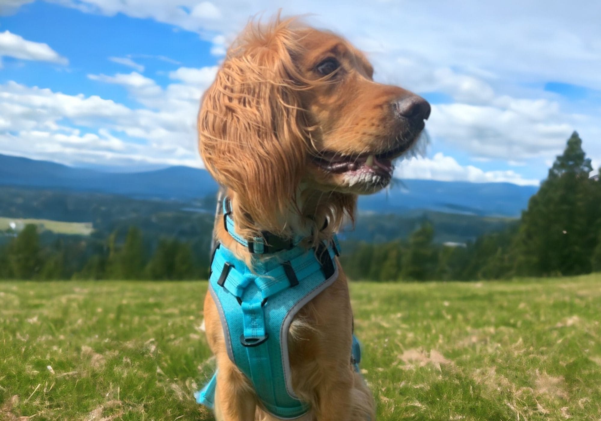 Why Do Dogs Put Their Tails Between Their Legs? The 4 Main Causes Sweetie