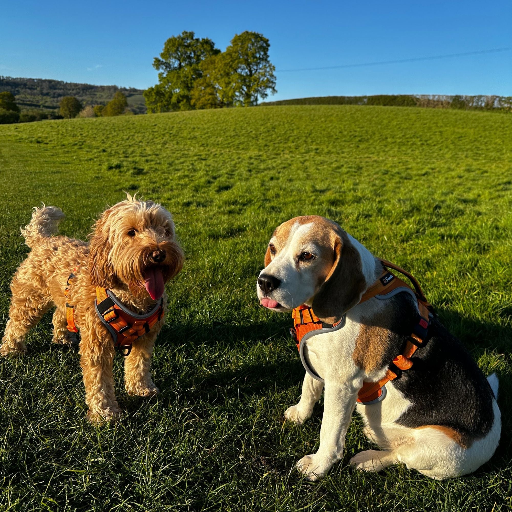 No Pull Dog Harness with Lock Buckles - Sweetie