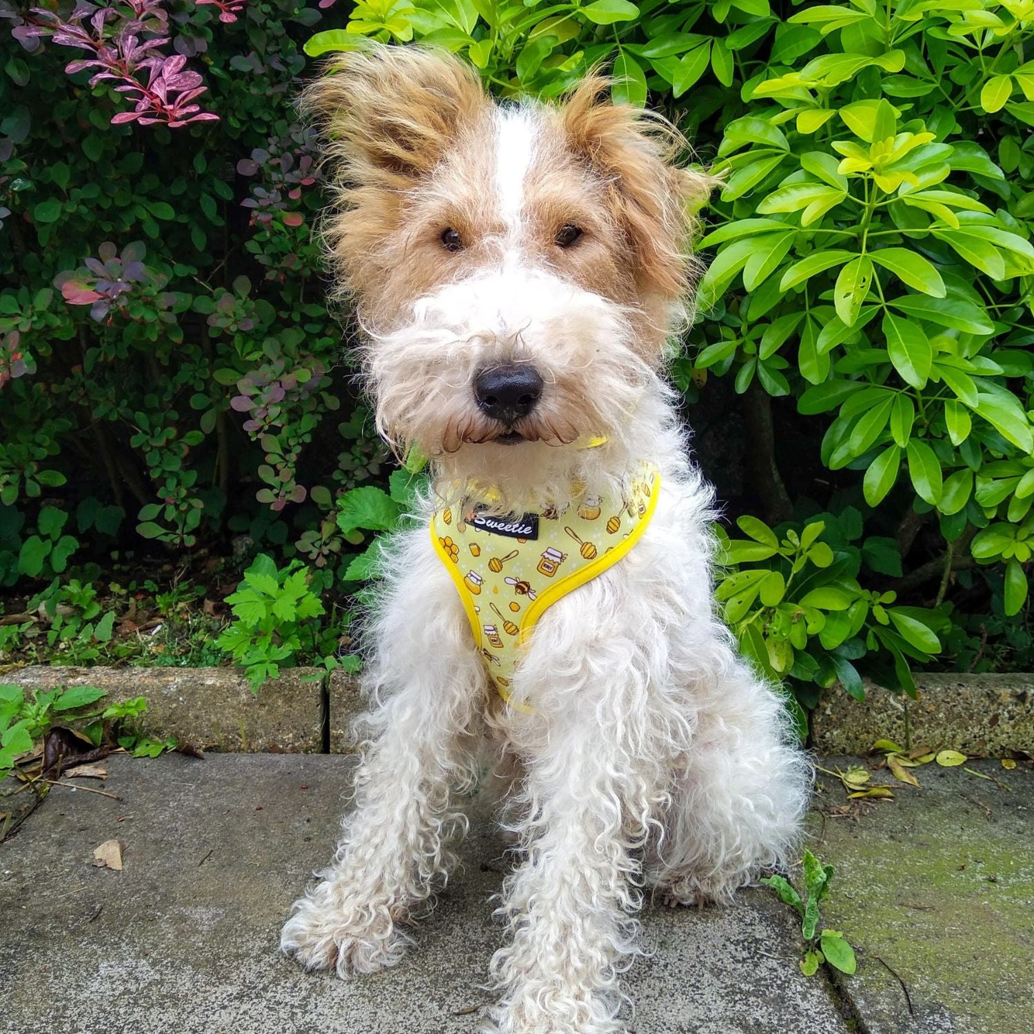 Bundle - Bee my Sweetie Harness - Lead