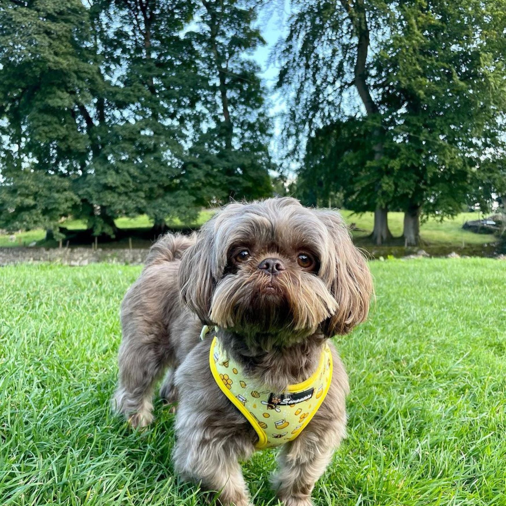 Bundle - Bee my Sweetie Harness - Lead