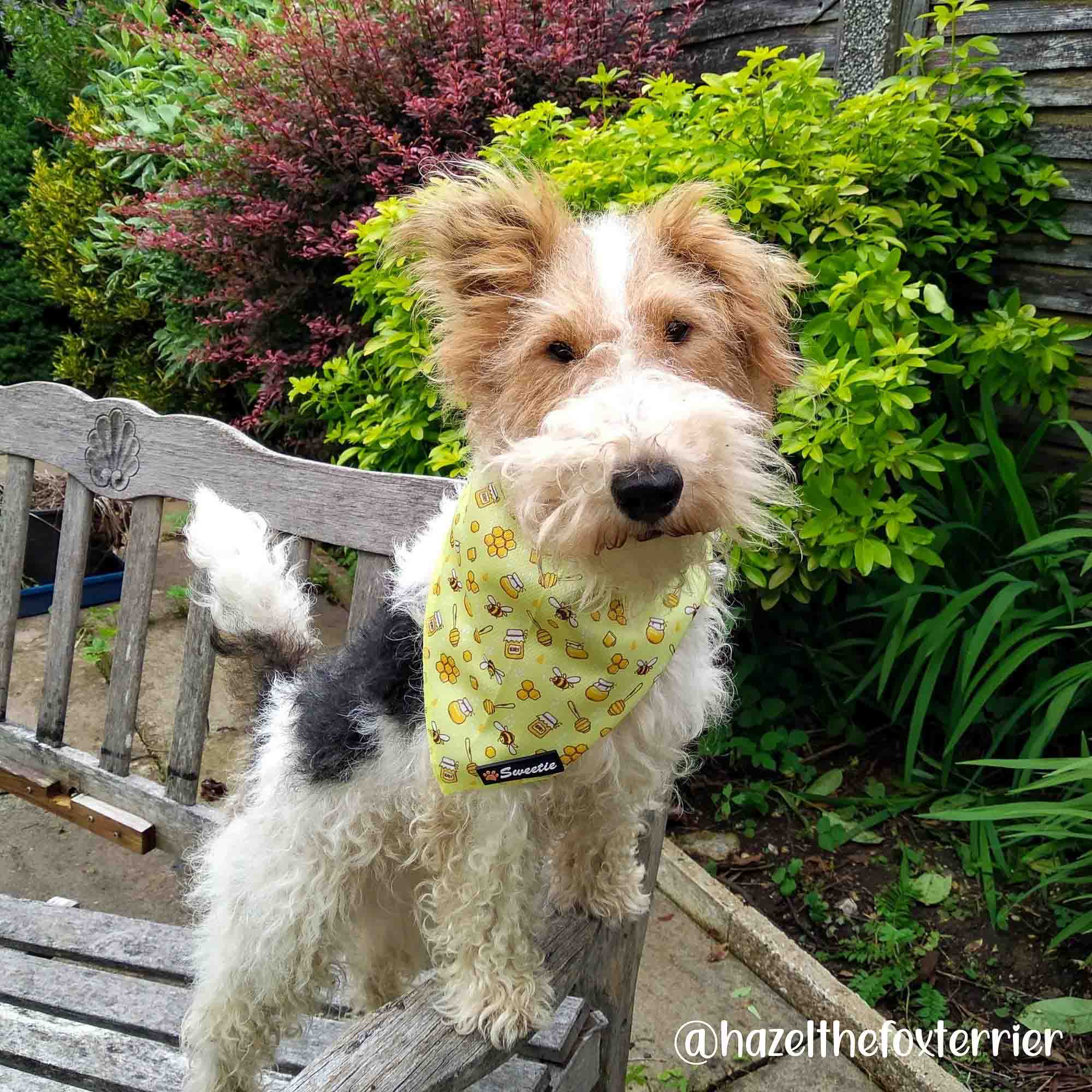 Bandana - Bee My Sweetie - Sweetie