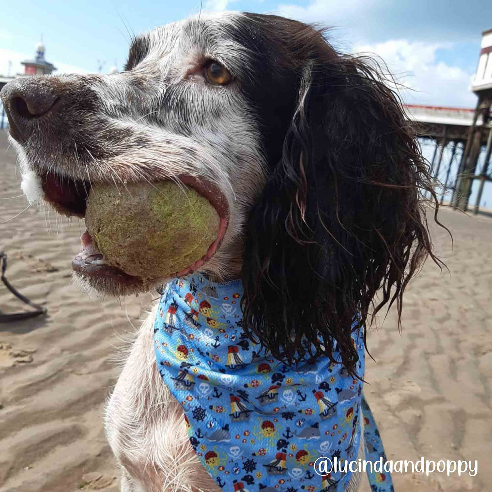 Bandana - Treasure Me Pup - Sweetie