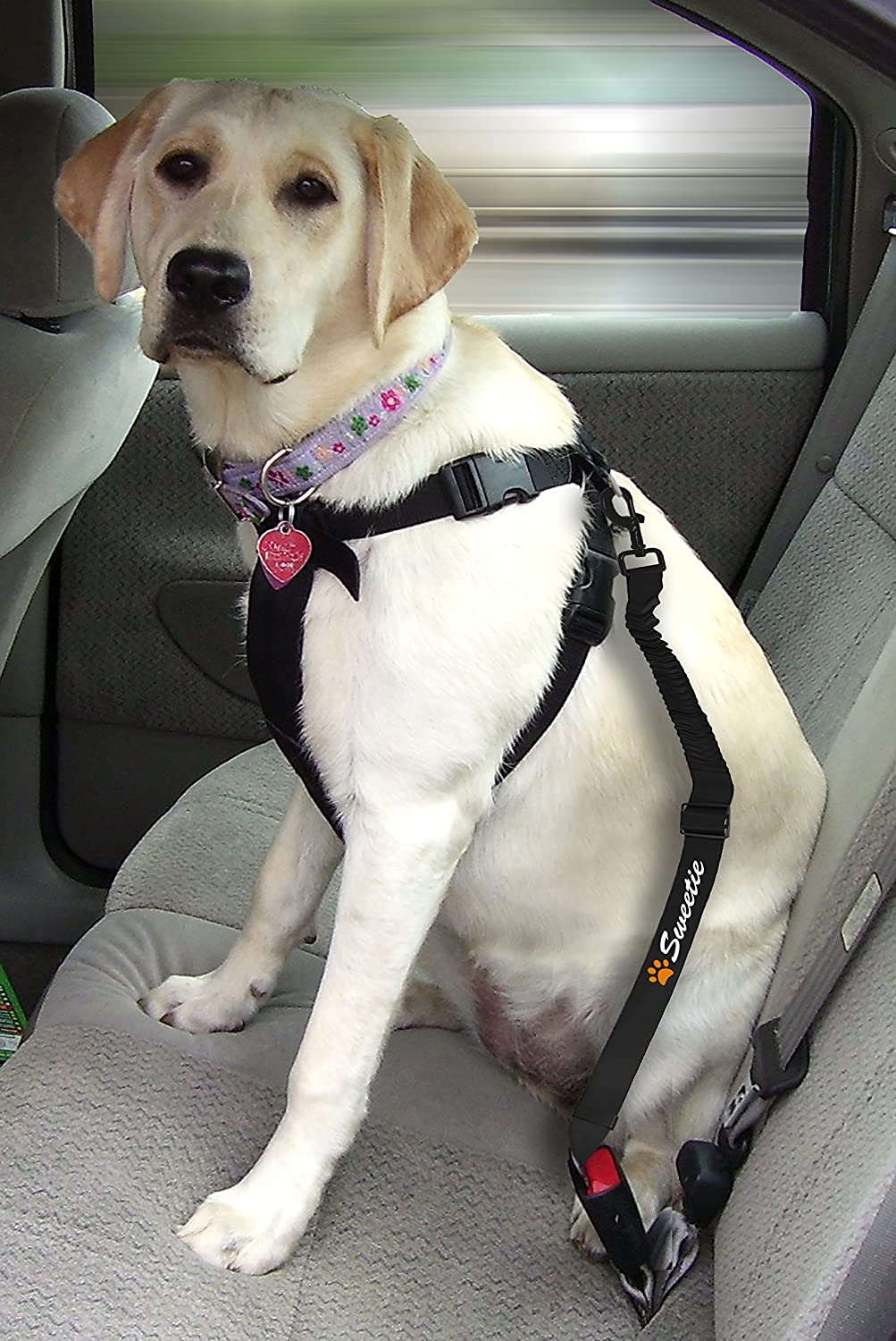 Dog Seat Belt for Car and Travel Water Bowl - Sweetie