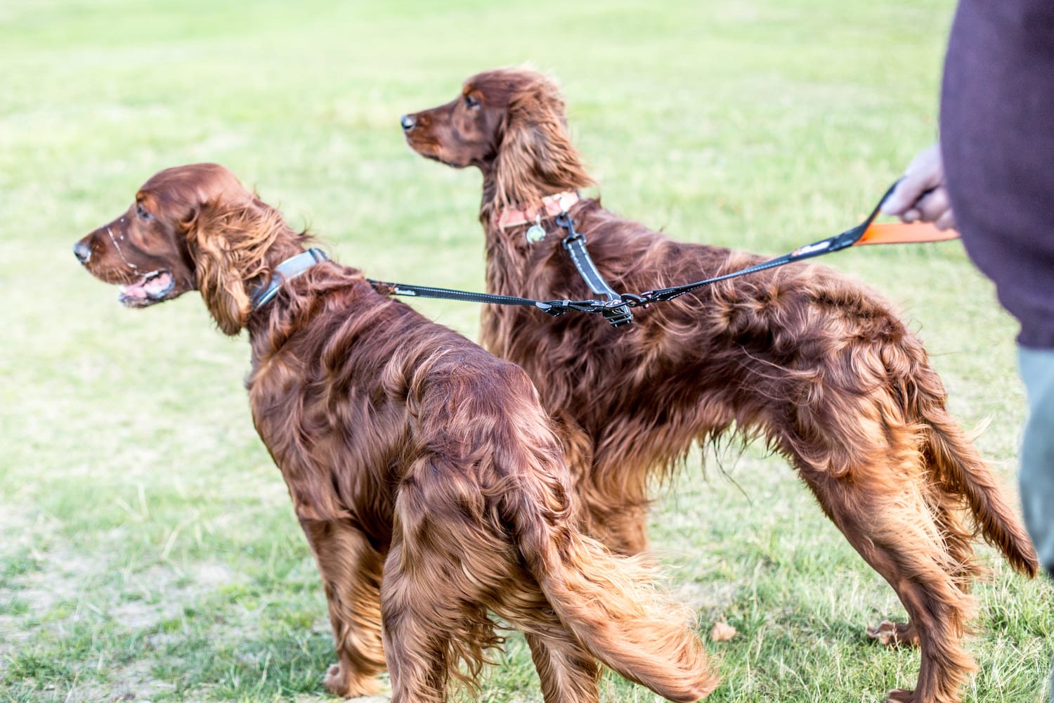 Double Dog Lead Adjustable - Sweetie