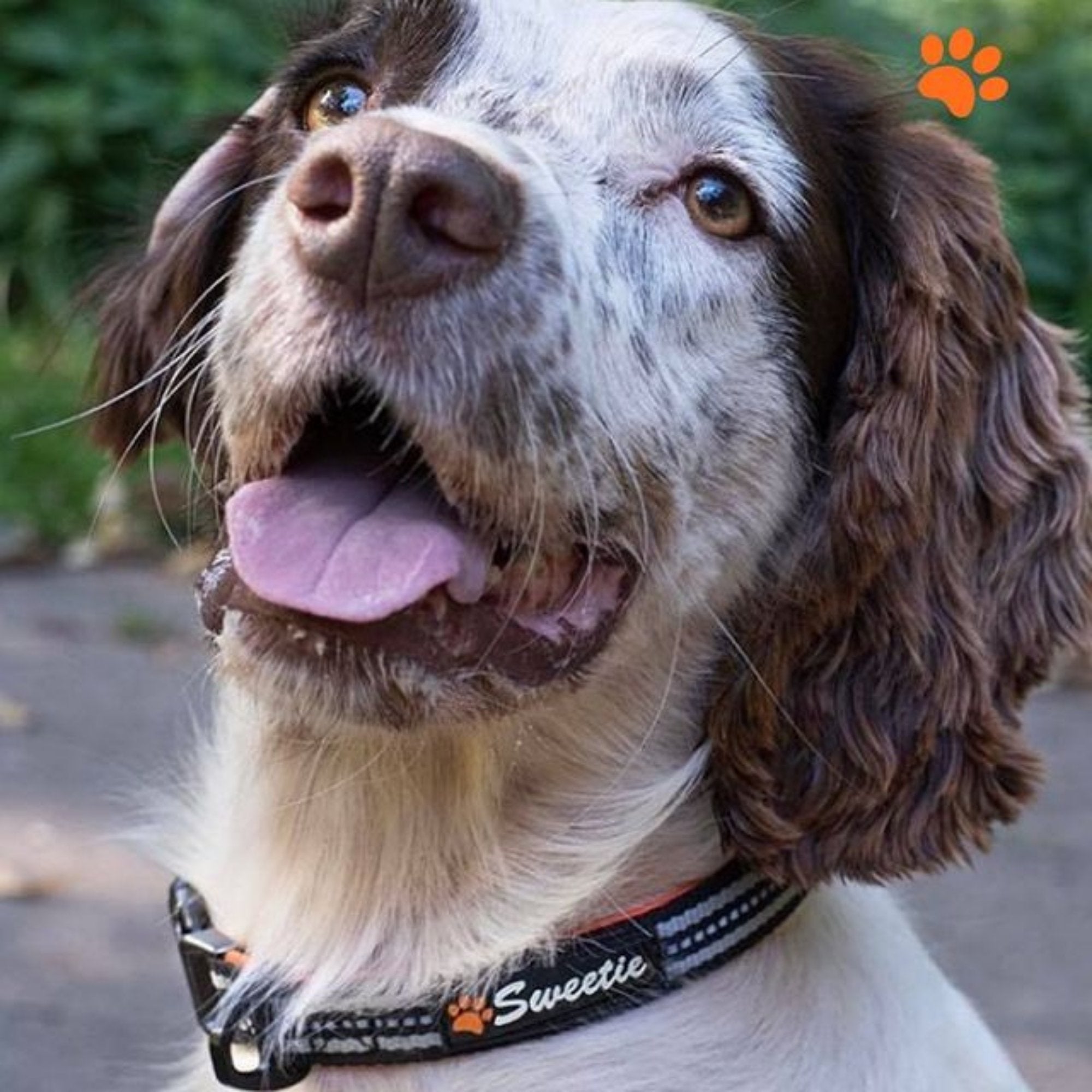 Neoprene Padded Dog Collar - Grey and Black - Sweetie