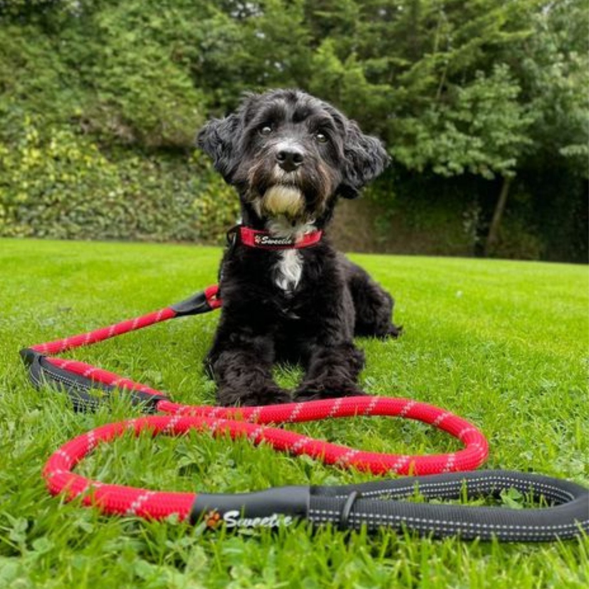 Neoprene Padded Dog Collar - Red - Sweetie