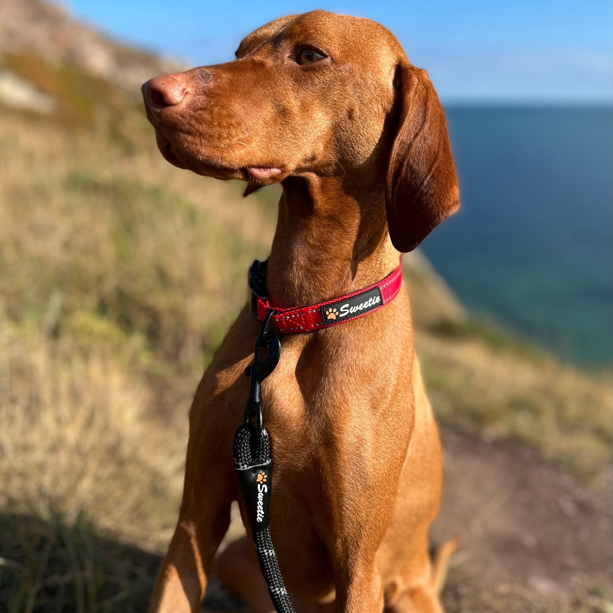 Neoprene Padded Dog Collar - Red - Sweetie