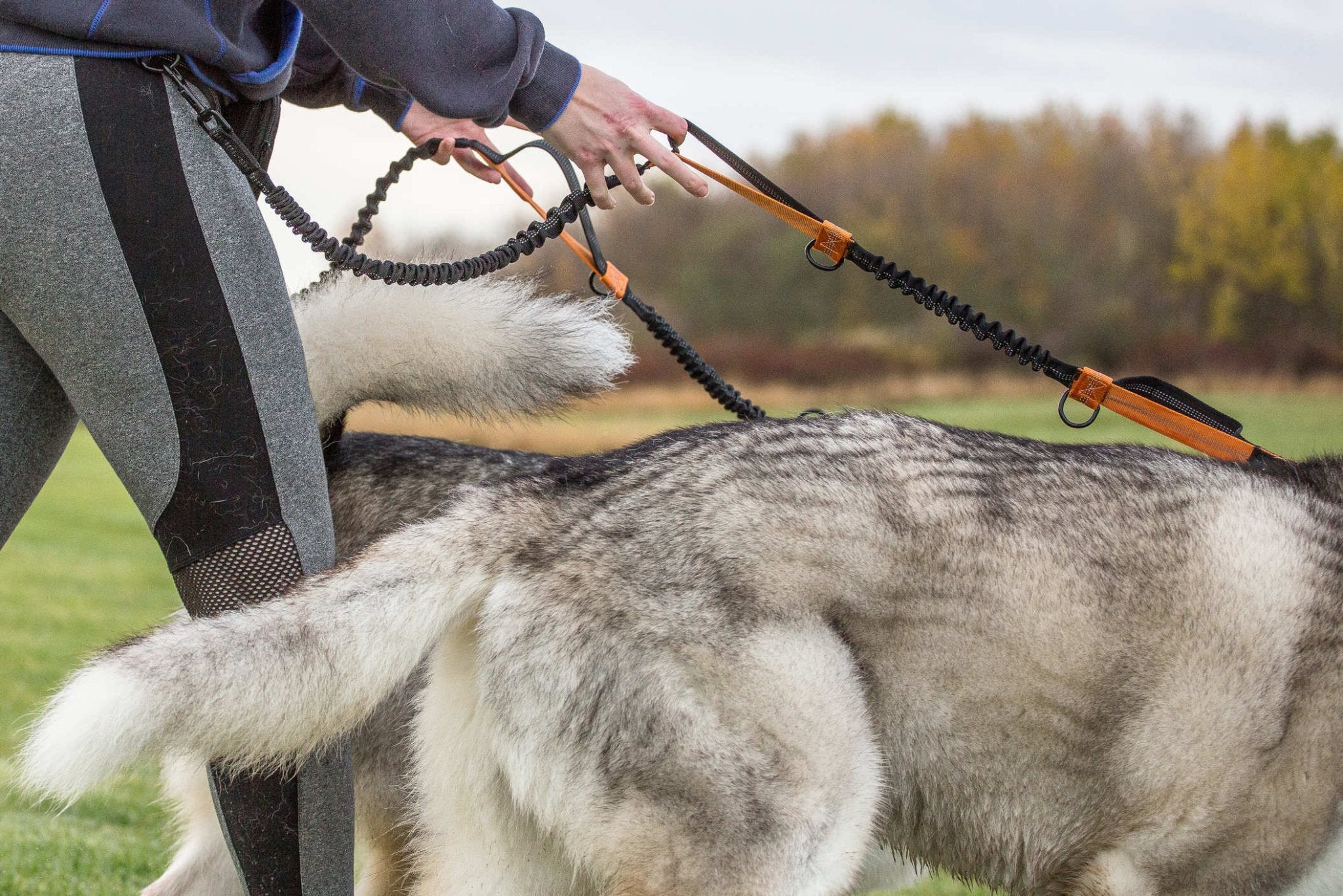 Running Dog Lead - Sweetie