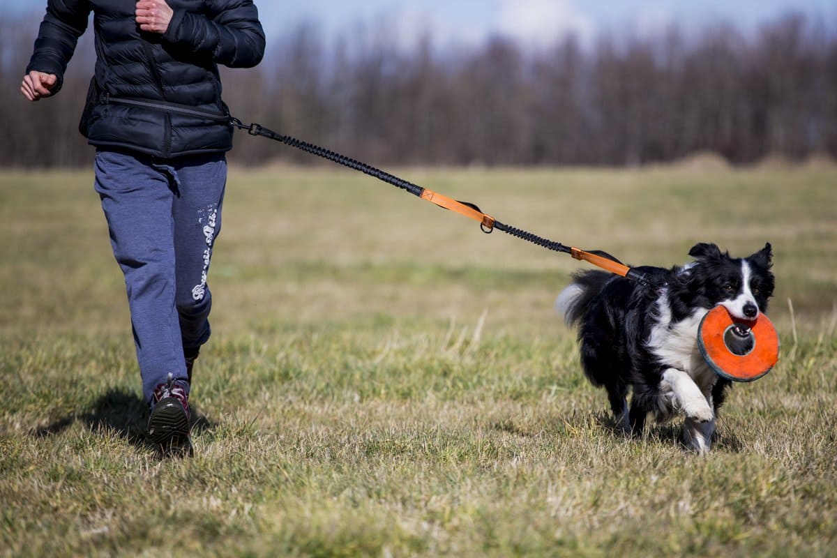 Running Dog Lead - Sweetie